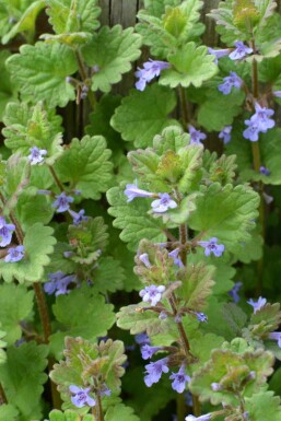 Lierre terrestre Glechoma hederacea 5-10 pot P9 Glechoma hederacea