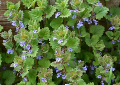Lierre terrestre Glechoma hederacea 5-10 pot P9 Glechoma hederacea