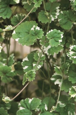 Lierre terrestre Glechoma hederacea 'Variegata' 5-10 pot P9 Glechoma hederacea 'Variegata'