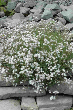Gypsophile élégante Gypsophila paniculata 5-10 pot P9 Gypsophila paniculata