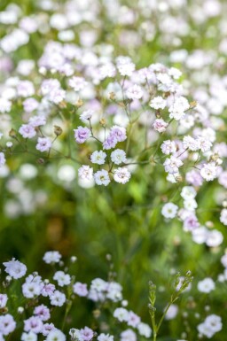 Gypsophile élégante Gypsophila paniculata 5-10 pot P9 Gypsophila paniculata