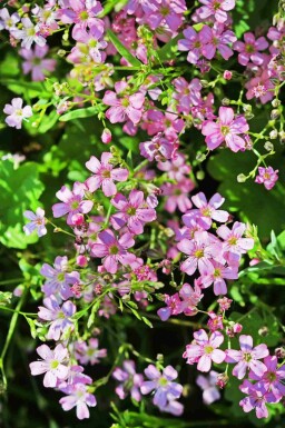 Gypsophile rampante Gypsophila repens 5-10 pot P9 Gypsophila repens