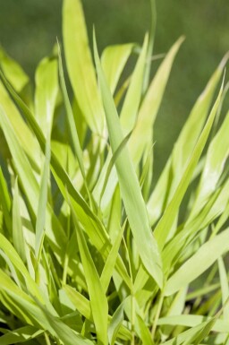 Herbe du japon Hakonechloa macra 'Allgold' 5-10 pot P9 Hakonechloa macra 'Allgold'
