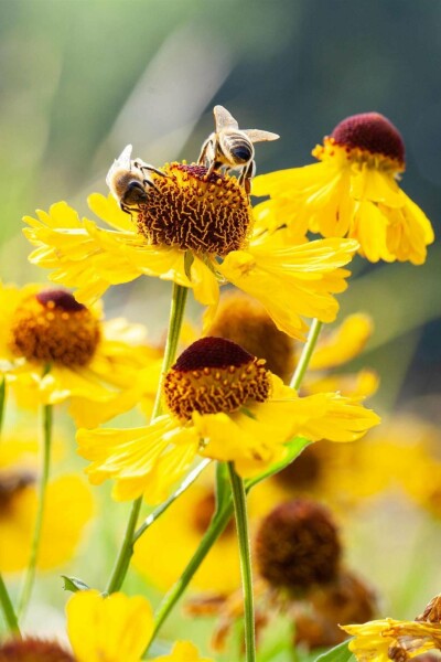Hélénie Helenium bigelovii 'The Bishop' 5-10 pot P9 Helenium bigelovii 'The Bishop'