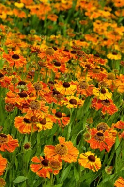 Chapeau de soleil Helenium 'Waltraut' 5-10 pot P9 Helenium 'Waltraut'