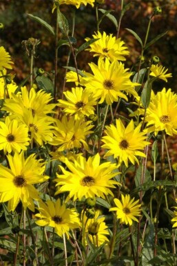 Tournesol rouge Helianthus atrorubens 5-10 pot P9 Helianthus atrorubens