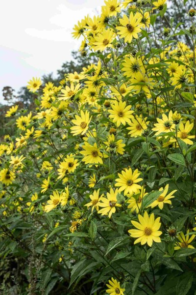 Tournesol Helianthus microcephalus 'Lemon Queen' 5-10 pot P9 Helianthus microcephalus 'Lemon Queen'