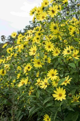 Tournesol Helianthus microcephalus 'Lemon Queen' 5-10 pot P9 Helianthus microcephalus 'Lemon Queen'