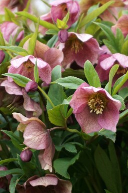 Rose de carême Helleborus orientalis 5-10 pot P9 Helleborus orientalis