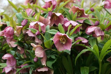 Rose de carême Helleborus orientalis 5-10 pot P9 Helleborus orientalis