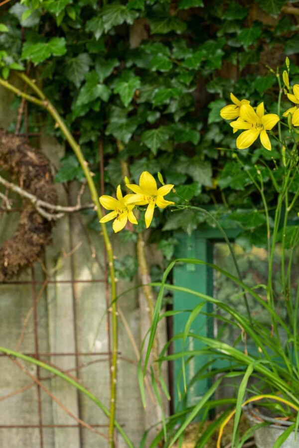 Belle de jour Hemerocallis 'Citrina' 5-10 pot P9 Hemerocallis 'Citrina'