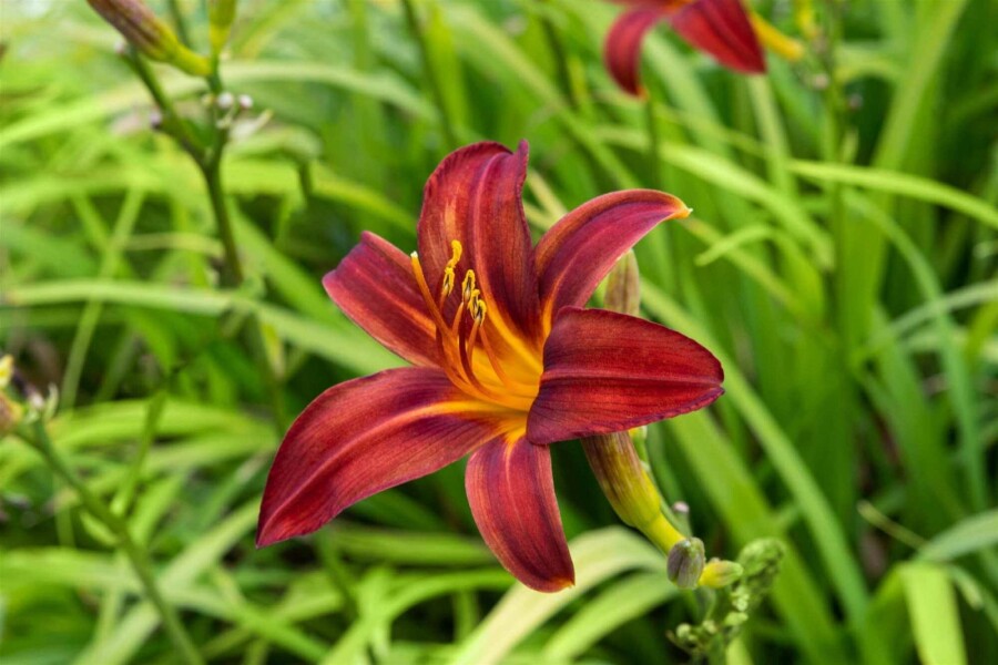 Hémérocalle Hemerocallis 'Crimson Pirate' 5-10 pot P9 Hemerocallis 'Crimson Pirate'