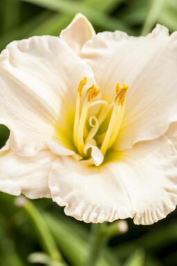 Belle de jour Hemerocallis 'Gentle Shepherd' 5-10 pot P9 Hemerocallis 'Gentle Shepherd'