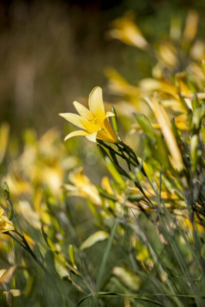 Hémérocalle jaune Hemerocallis lilioasphodelus 5-10 pot P9 Hemerocallis lilioasphodelus