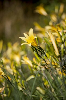 Hémérocalle jaune Hemerocallis lilioasphodelus 5-10 pot P9 Hemerocallis lilioasphodelus