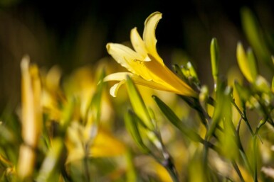 Hémérocalle jaune Hemerocallis lilioasphodelus 5-10 pot P9 Hemerocallis lilioasphodelus