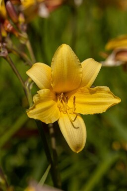 Hémérocalle Hemerocallis middendorffii 5-10 pot P9 Hemerocallis middendorffii