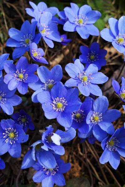 Pâquerette bleue Hepatica nobilis 5-10 pot P9 Hepatica nobilis