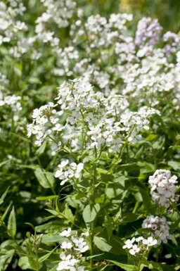 Julienne des dames Hesperis matronalis 'Alba' 5-10 pot P9 Hesperis matronalis 'Alba'