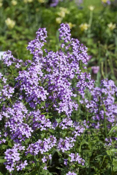 Julienne des dames Hesperis matronalis 5-10 pot P9 Hesperis matronalis