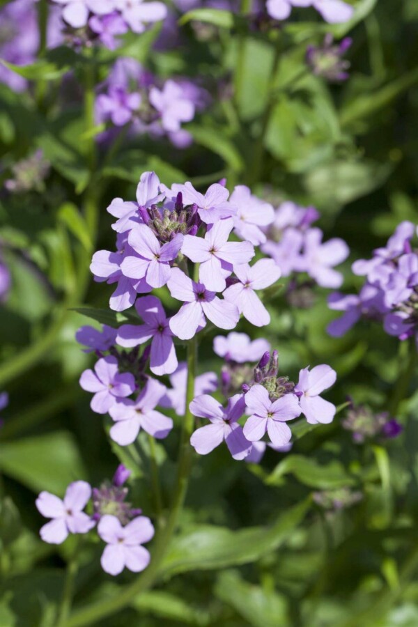 Julienne des dames Hesperis matronalis 5-10 pot P9 Hesperis matronalis