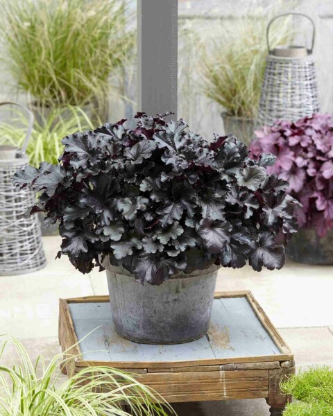 Désespoir du peintre Heuchera micrantha 'Black Pearl' 5-10 pot P9 Heuchera micrantha 'Black Pearl'
