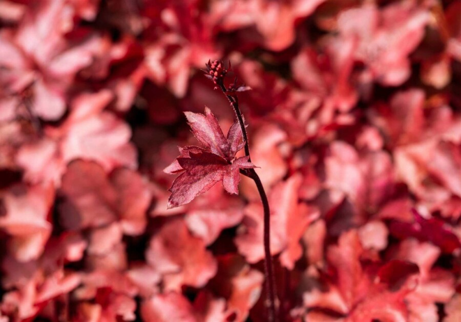 Désespoir des peintres Heuchera micrantha 'Fire Chief' 5-10 pot P9 Heuchera micrantha 'Fire Chief'