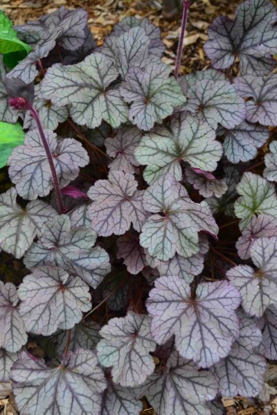 Désespoir du peintre Heuchera 'Frosted Violet' 5-10 pot P9 Heuchera 'Frosted Violet'