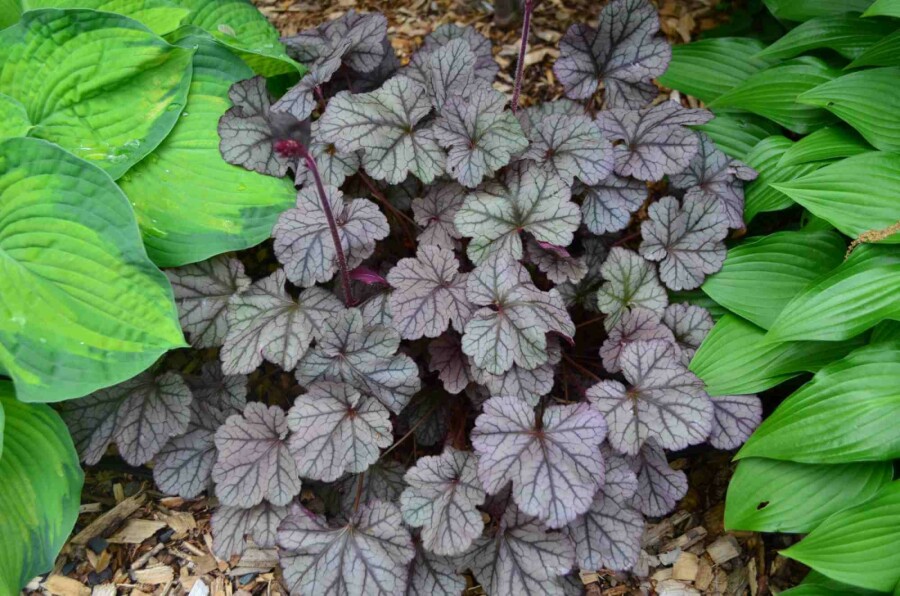 Désespoir du peintre Heuchera 'Frosted Violet' 5-10 pot P9 Heuchera 'Frosted Violet'