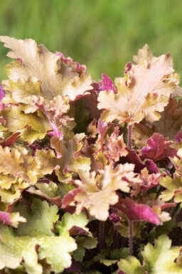 Désespoir du peintre Heuchera villosa 'Marmalade' 5-10 pot P9 Heuchera villosa 'Marmalade'