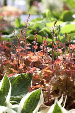 Désespoir du peintre Heuchera villosa 'Marmalade' 5-10 pot P9 Heuchera villosa 'Marmalade'