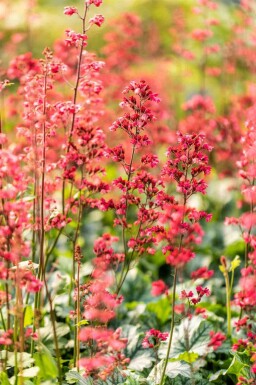 Désespoir du peintre Heuchera micrantha 'Paris' 5-10 pot P9 Heuchera micrantha 'Paris'