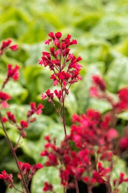 Désespoir du peintre Heuchera micrantha 'Paris' 5-10 pot P9 Heuchera micrantha 'Paris'
