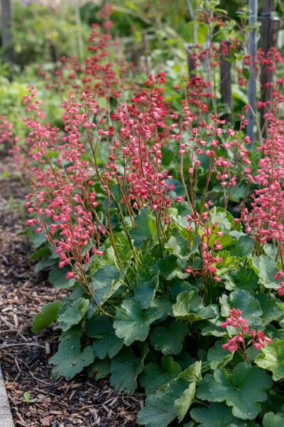 Désespoir du peintre Heuchera brizoides 'Pluie de Feu' 5-10 pot P9 Heuchera brizoides 'Pluie de Feu'