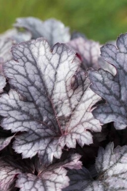Désespoir du peintre Heuchera micrantha 'Plum Pudding' 5-10 pot P9 Heuchera micrantha 'Plum Pudding'