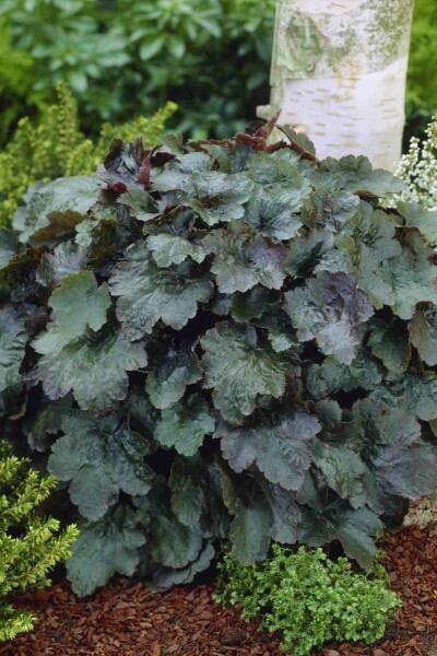 Désespoir du peintre Heuchera micrantha 'Rachel' 5-10 pot P9 Heuchera micrantha 'Rachel'