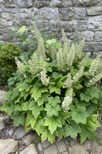 Fleur de corail Heuchera villosa 'Chantilly' 5-10 pot P9 Heuchera villosa 'Chantilly'