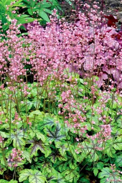 Heucherelle panachée Heucherella 'Tapestry' 5-10 pot P9 Heucherella 'Tapestry'