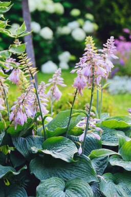 Funkia Hosta sieboldiana 'Big Daddy' 5-10 pot P9 Hosta sieboldiana 'Big Daddy'