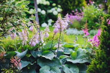 Funkia Hosta sieboldiana 'Big Daddy' 5-10 pot P9 Hosta sieboldiana 'Big Daddy'