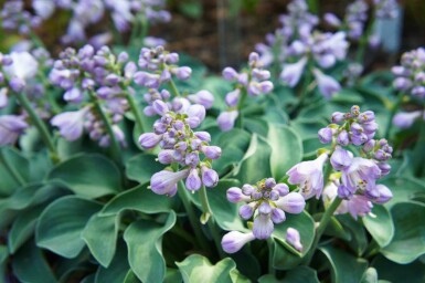 Funkia Hosta tokudama 'Blue Mouse Ears' 5-10 pot P9 Hosta tokudama 'Blue Mouse Ears'
