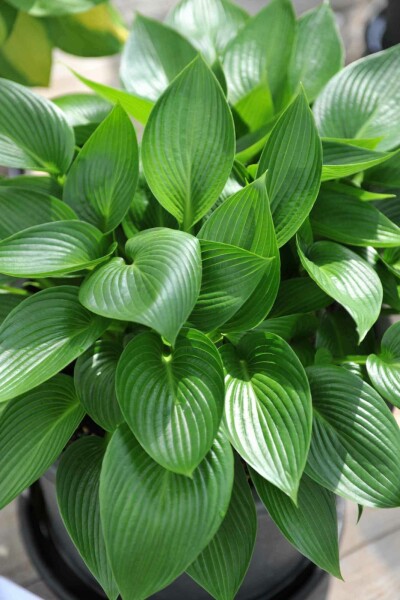 Funkia Hosta tardiana 'Devon Green' 5-10 pot P9 Hosta tardiana 'Devon Green'