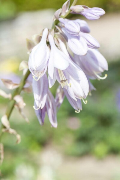 Funkia Hosta sieboldiana 5-10 pot P9 Hosta sieboldiana