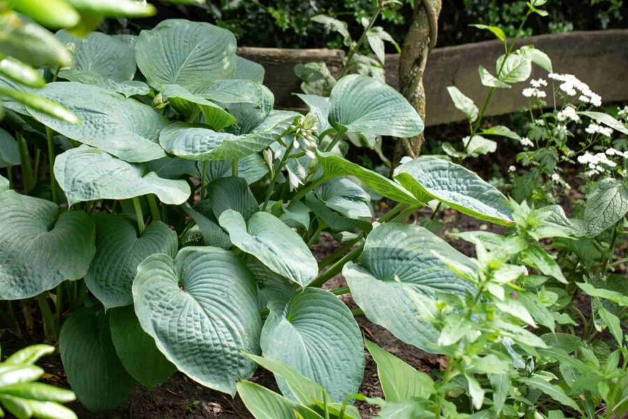 Funkia Hosta sieboldiana 5-10 pot P9 Hosta sieboldiana