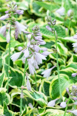 Funkia Hosta 'Wide Brim' 5-10 pot P9 Hosta 'Wide Brim'