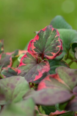 Houttuynie Houttuynia cordata 'Chameleon' 5-10 pot P9 Houttuynia cordata 'Chameleon'