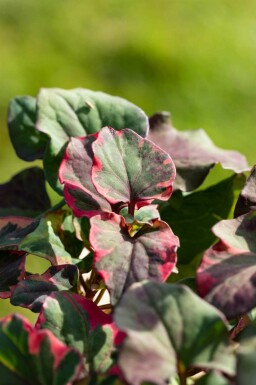 Houttuynie Houttuynia cordata 'Chameleon' 5-10 pot P9 Houttuynia cordata 'Chameleon'