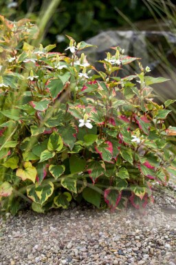 Houttuynia Houttuynia cordata 5-10 pot P9 Houttuynia cordata