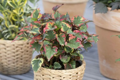 Houttuynia Houttuynia cordata 5-10 pot P9 Houttuynia cordata