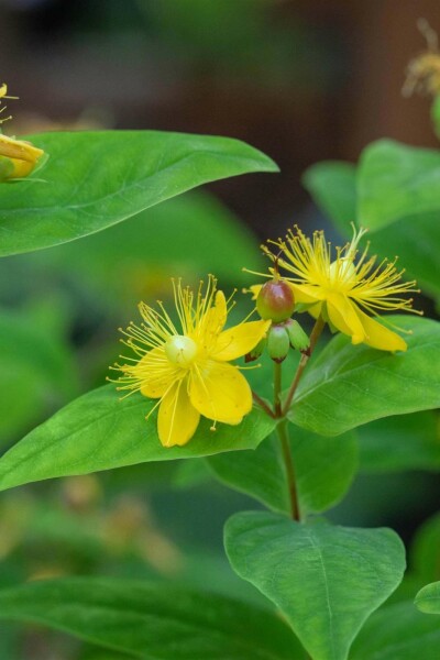 Millepertuis Hypericum perforatum 5-10 pot P9 Hypericum perforatum
